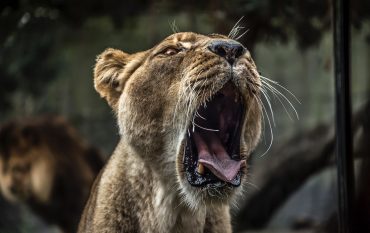 Eine gähnende Löwin