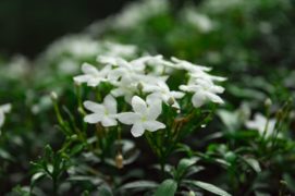 Star Jasmine Duft