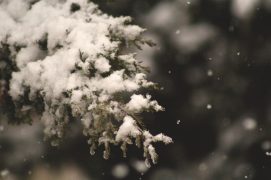 Schnee auf einem Baum Nahaufnahme