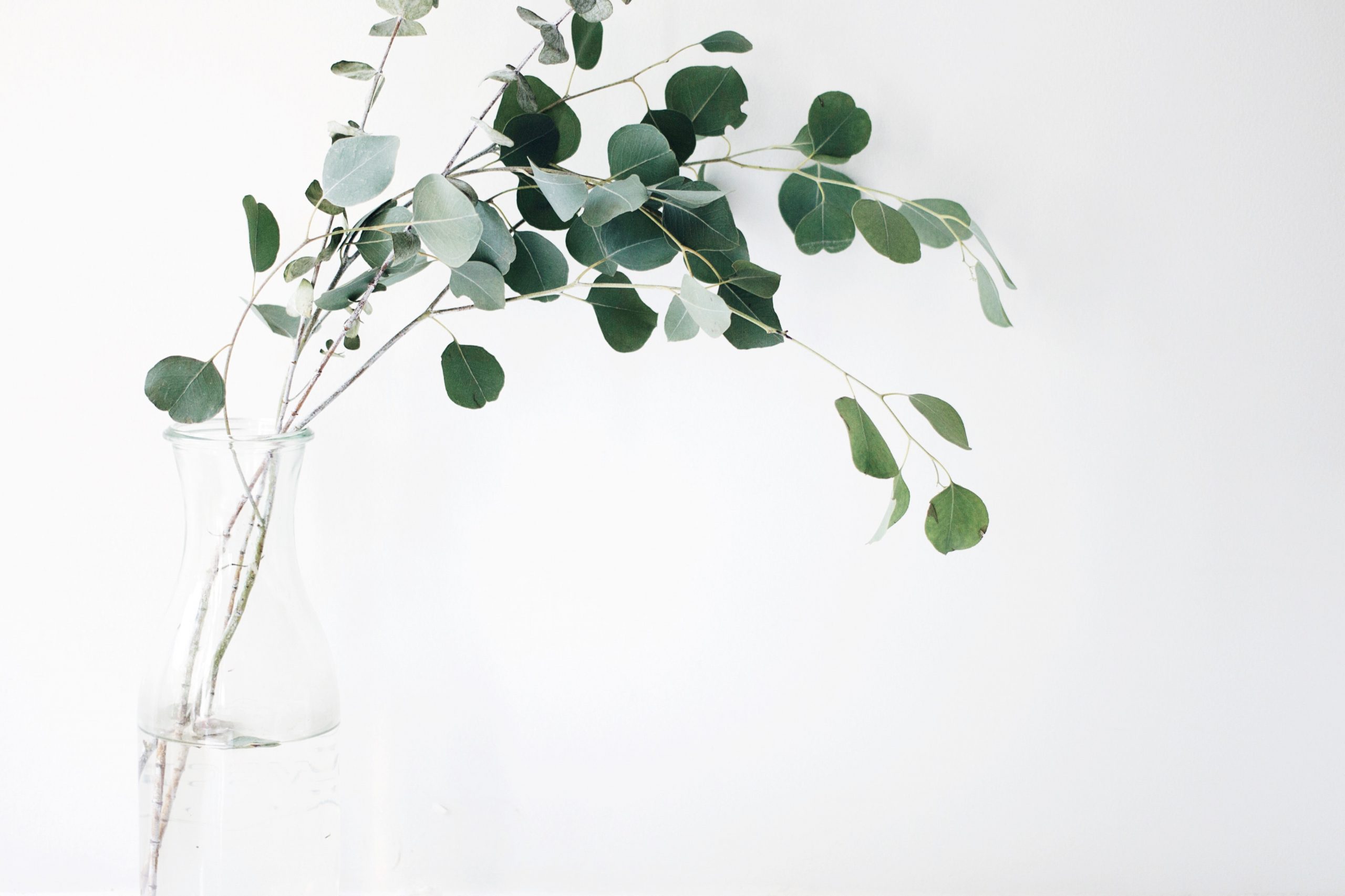 eukalyptus in glasvase vor weißer wand