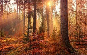 Herbst im Wald, verfärbte Blätter und Bäume mit Sonnenlicht