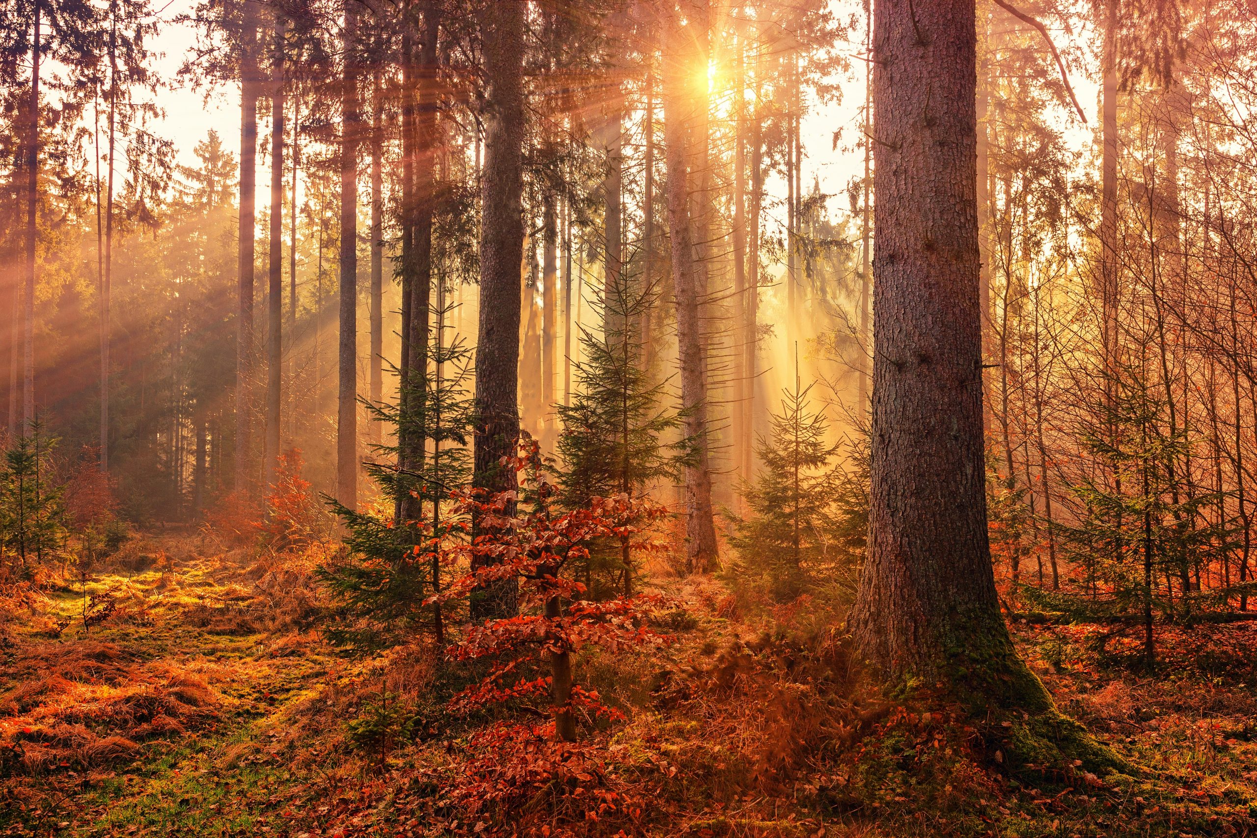 Herbst im Wald, verfärbte Blätter und Bäume mit Sonnenlicht