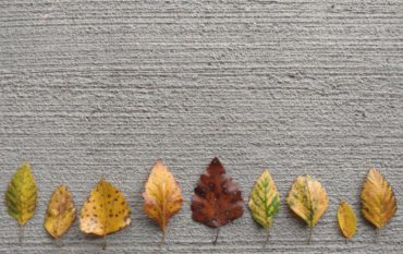 Bunt gefärbte Herbstblätter sind auf Beton-Hintergrund zu einem Wald aufgelegt.