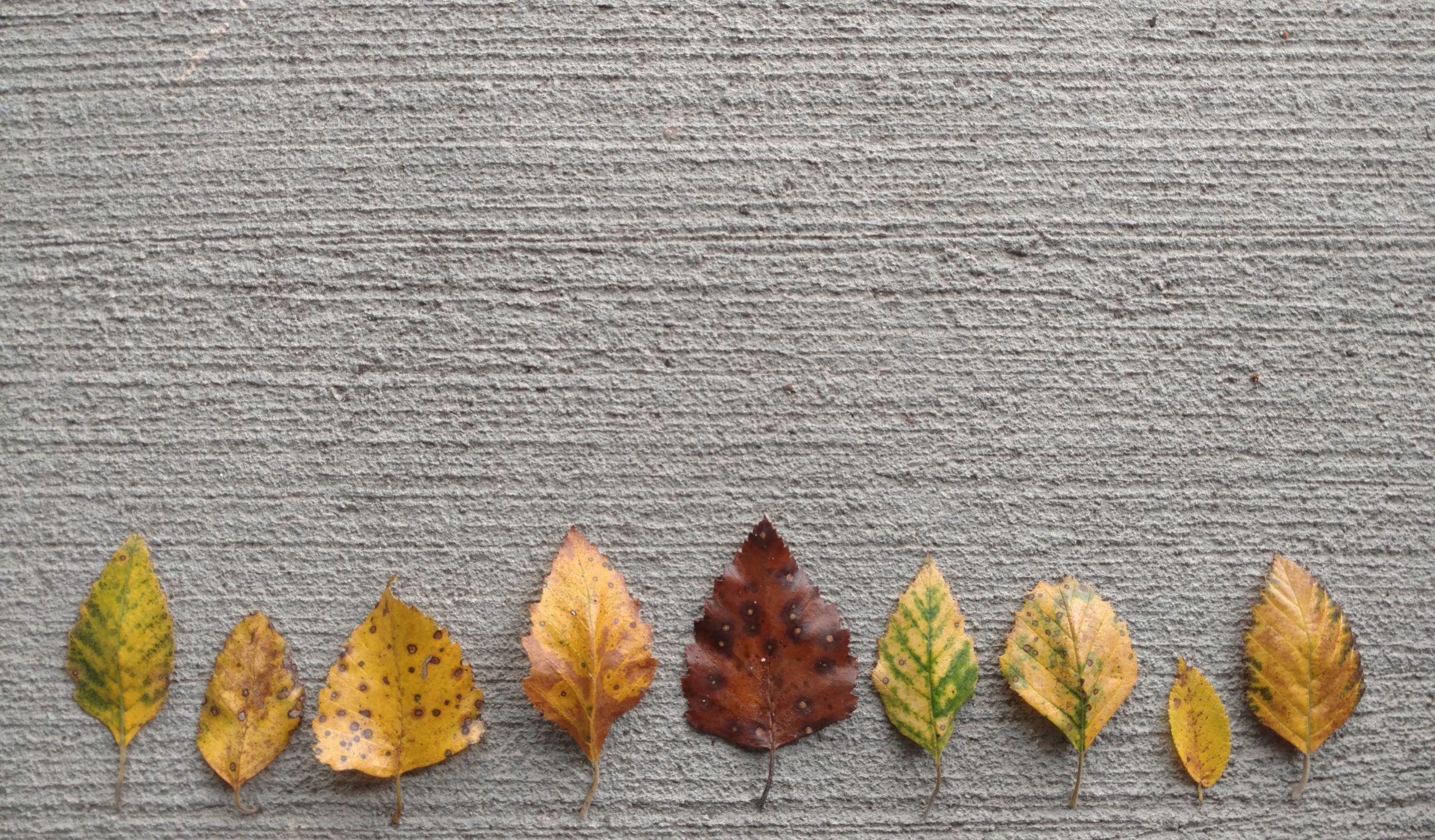 Bunt gefärbte Herbstblätter sind auf Beton-Hintergrund zu einem Wald aufgelegt.