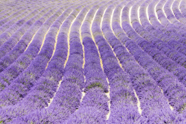 lavender-fields