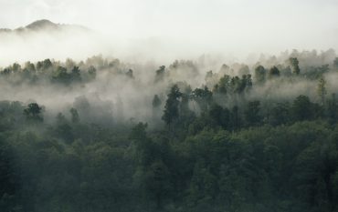 Dampfnebel im Wald
