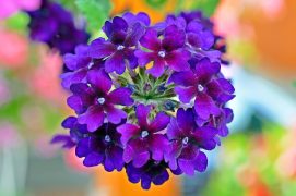 Verbena Pflanze