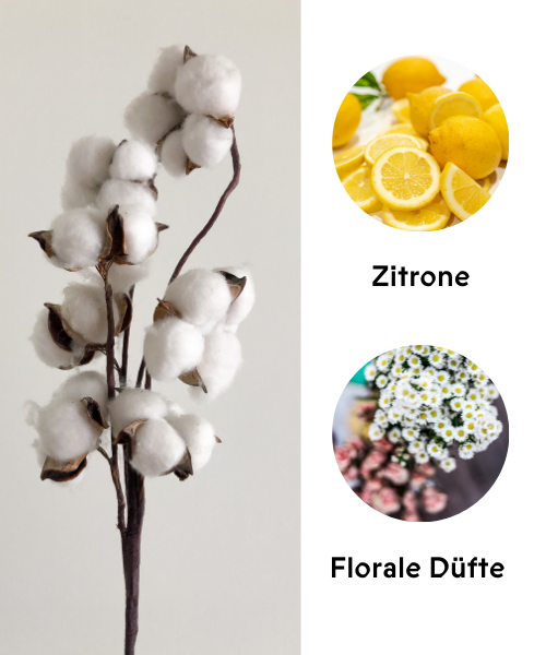 Aromea Genie Hygiene Duft Clean Cotton