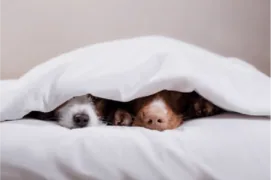 Comfort Duft für AROMEA Nano Geräte
