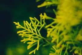 Hinoki