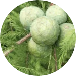 Hinoki