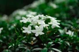 Star Jasmine Duft