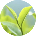 Teebaum