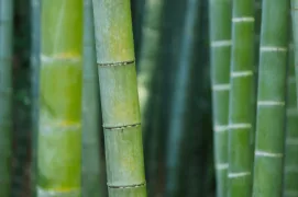 asian-spring
