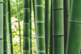 bamboo wood raumduft aromea