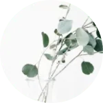 Eukalyptus