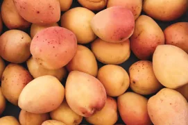 exotic-fresh