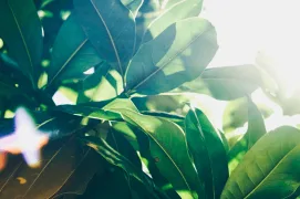 green-balance