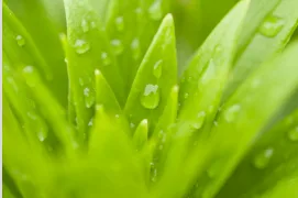 green-leaves