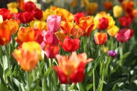 Lilien