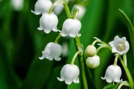 lilly