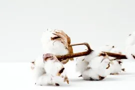 Cotton