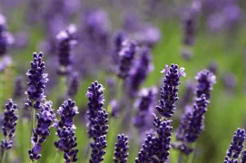 provence