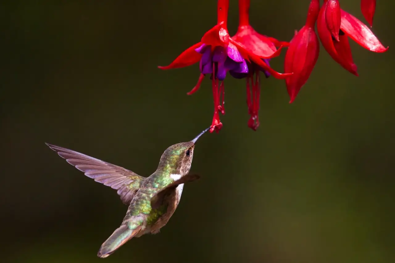 Kolibri und Blumenduft