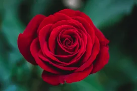 rosegarden