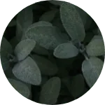 Salbei