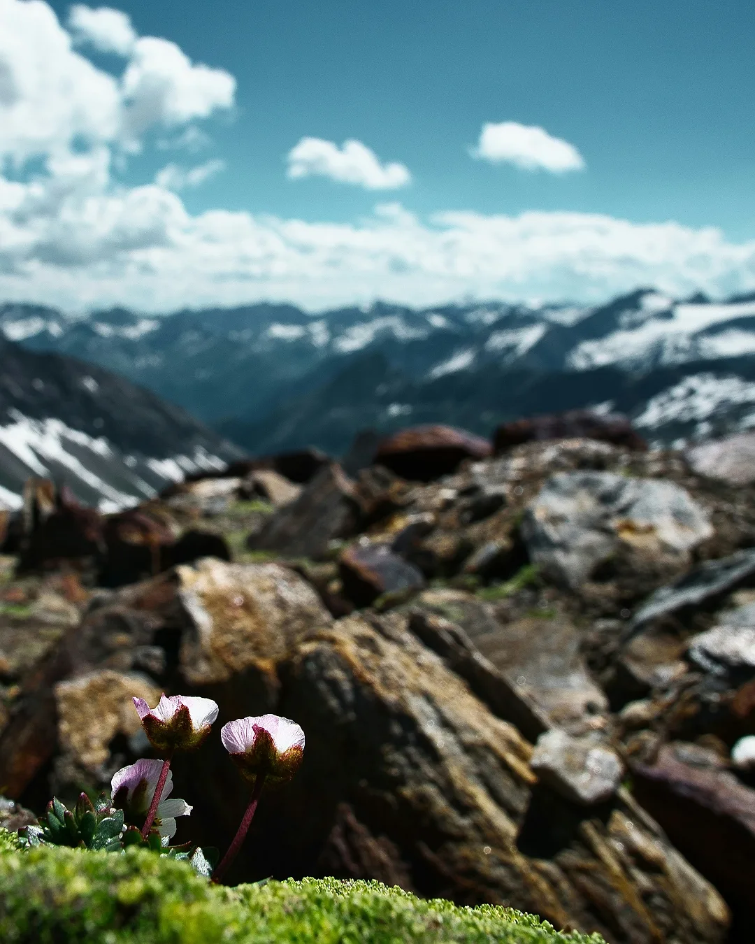 Alpenblume auf Fels, dahinter das Panorama der Hohen Tauern