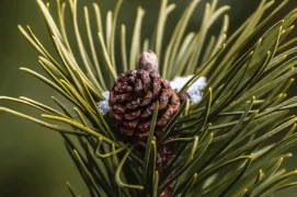 zirbe-cedarwood